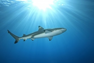 Chrząstka rekina na wzmocnienie organizmu